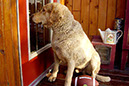 %_tempFileNameRock-at-the-door%