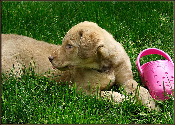 %_tempFileNameChessies-755a%