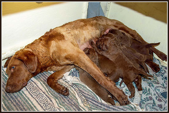 %_tempFileNameLaker_pups13-33%