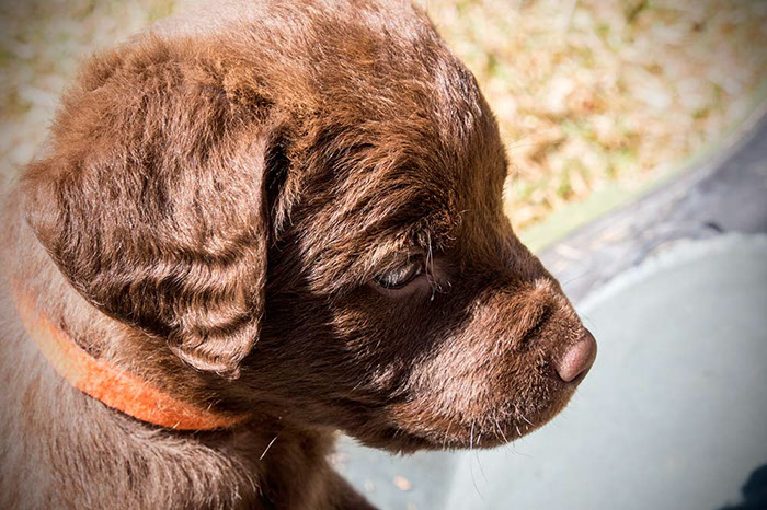 %_tempFileNameLaker_pups13-85%