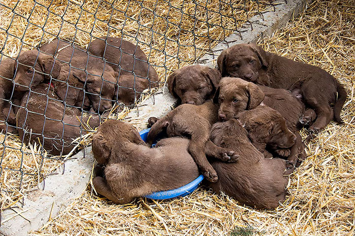 %_tempFileNameLaker_pups13-91%