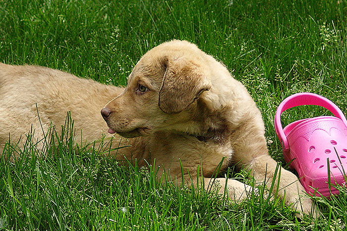 %_tempFileNameRebel---Rock-x-Riley-pup-1%