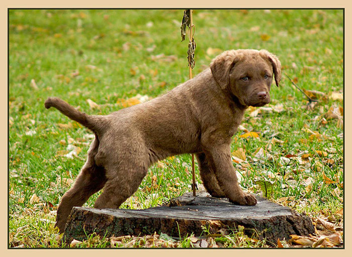 %_tempFileNameWinnies_pups-112%