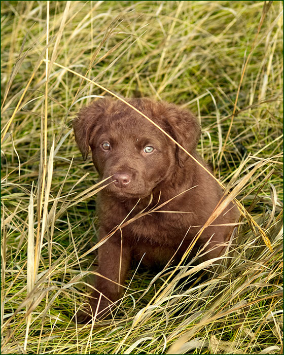 %_tempFileNameWinnies_pups-122%