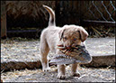%_tempFileNamePups_5wks-old-11%