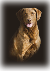 Laker as a puppy